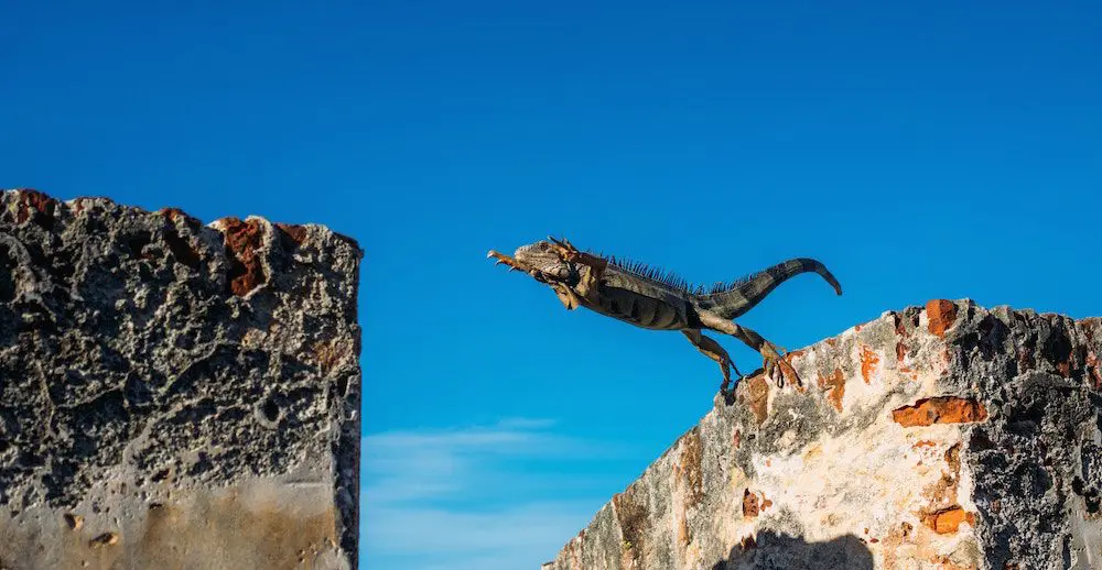 YOUR ULTIMATE GUIDE TO SEEING SOUTH AMERICA'S BIG 5