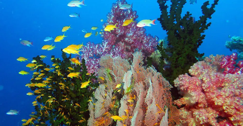 Share your underwater photos with friends