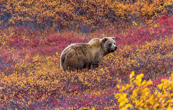 Snap up the savings by booking an early bird holiday to North America now! 24 c22