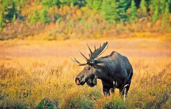 Snap up the savings by booking an early bird holiday to North America now! 23 can44