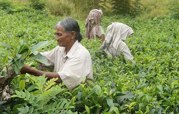 Top 10 places to visit in Sri Lanka & India 39 tea