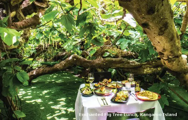 Enchanted Fig Tree Lunch, Kangaroo Island_600x385