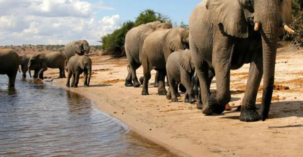 Bench takes agents on whirlwind safari famil in Botswana