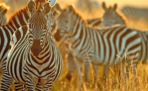 Tues 5 Jan: 10 travel news stories you need to know today 36 travel news Scenic