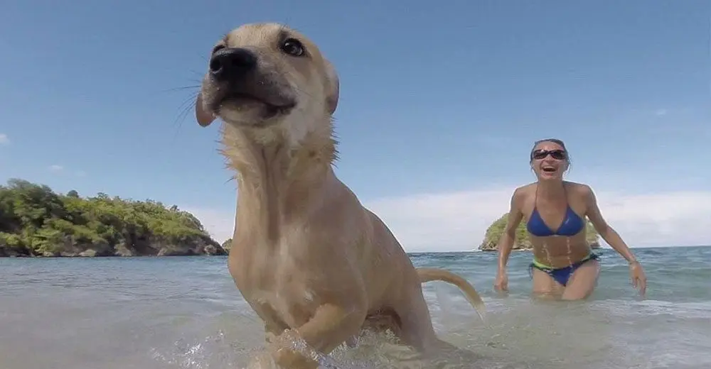 Puppy love in Boracay