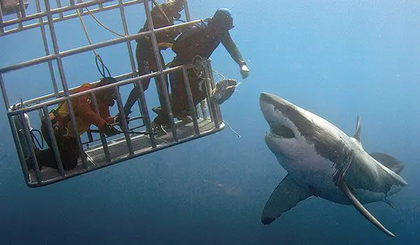 cageshark