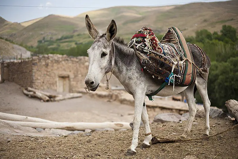 Tues 19 Jan: 10 travel news stories you need to know today 36 travel news Iran Crooked Compass