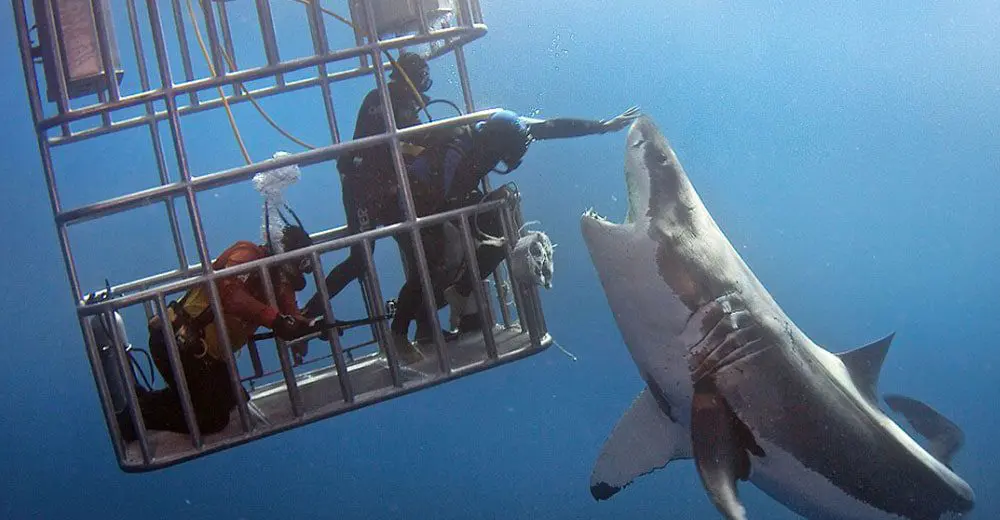 Daredevil or just stupid? Man tries to pat great white shark
