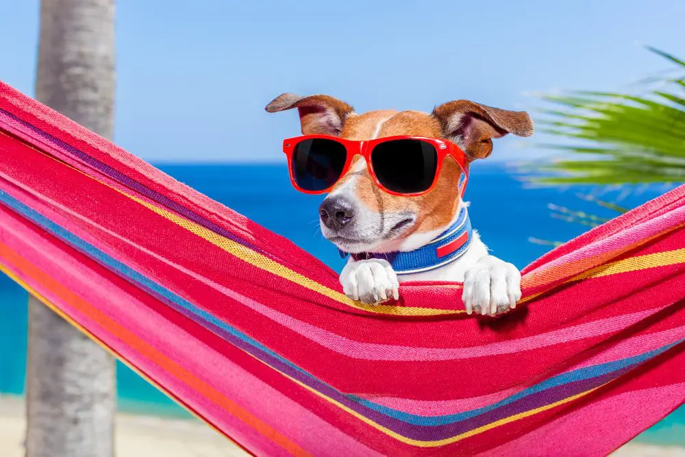 Fri 8 Jan: 10 travel news stories you need to know today 43 travelling dog