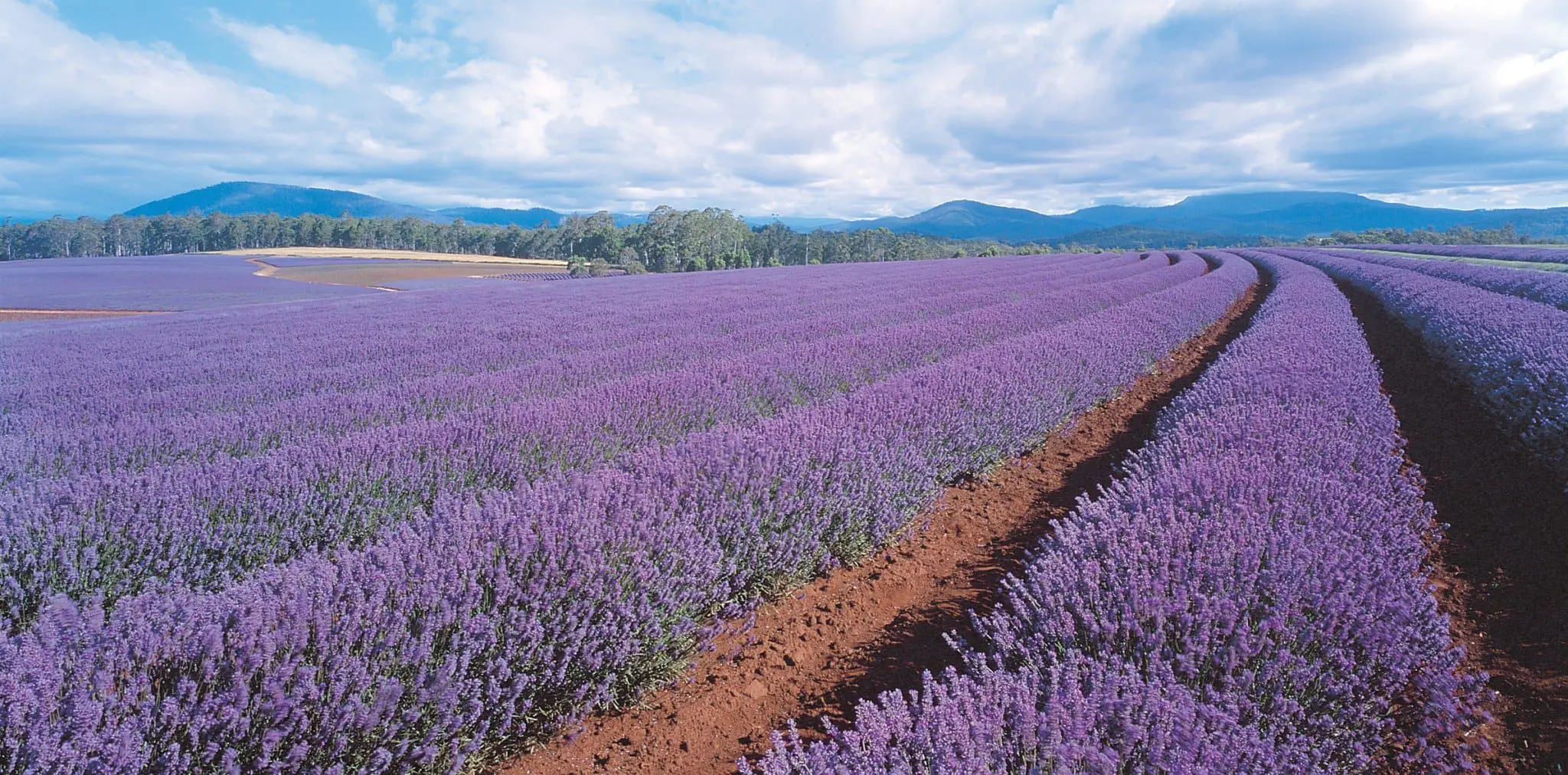 APT Shares 16 of the Best Travel Experiences for 2016 66 15. Tasmania_Bridestowe_LavenderFarm