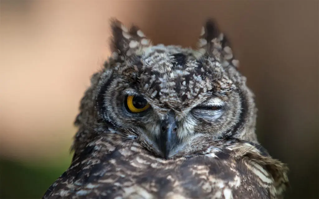 Birds help ‘discover’ your sales potential!