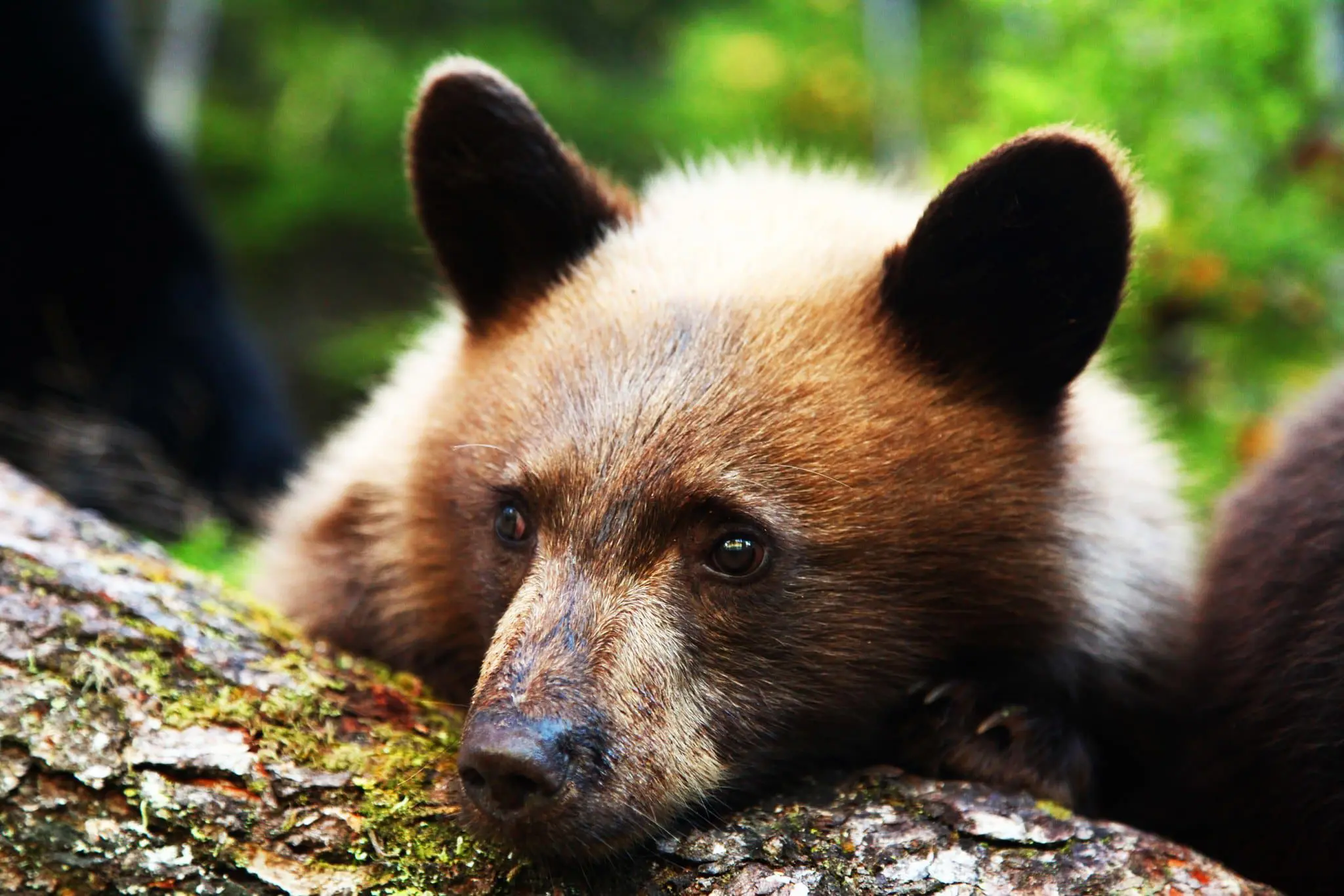 APT Shares 16 of the Best Travel Experiences for 2016 54 3. Canada_Blue_River_Bears