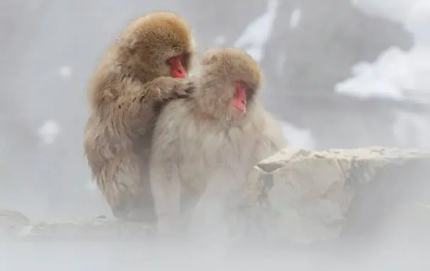 Japan monkeys
