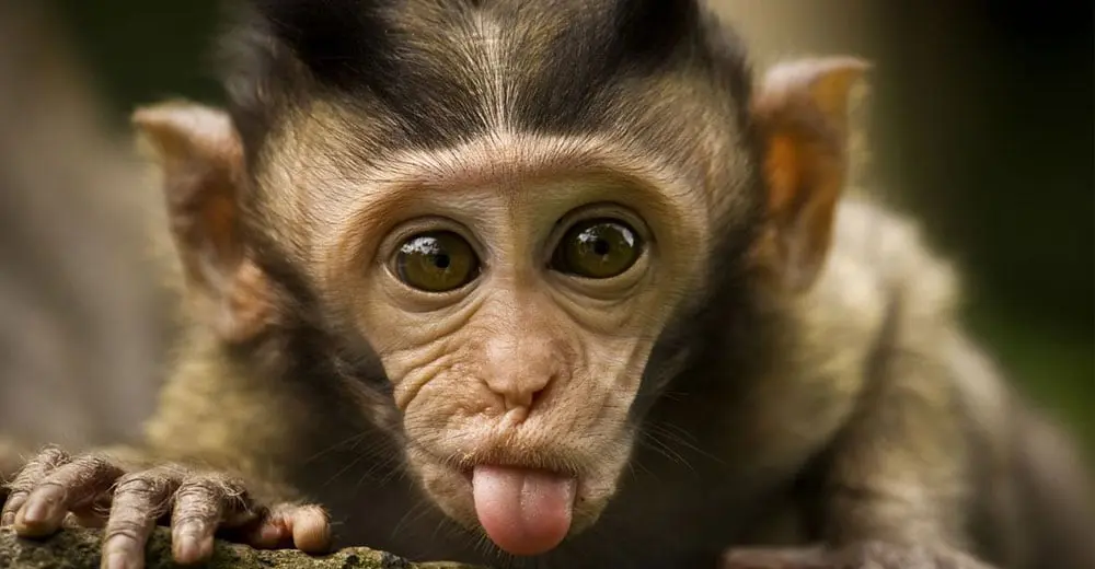 What is your Chinese Zodiac travel agent sign?