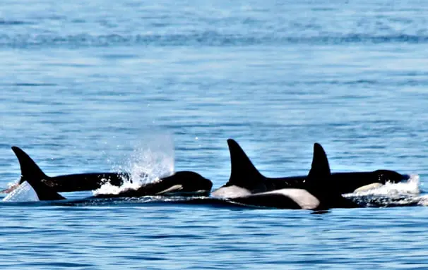 22 new things to see & do around Canada 66 Orcas