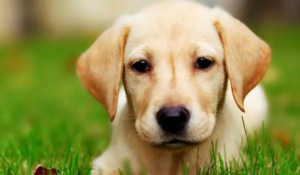 What is your Chinese Zodiac travel agent sign? 43 dof