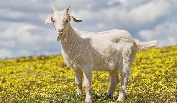 What is your Chinese Zodiac travel agent sign? 46 goat