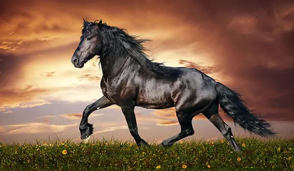 What is your Chinese Zodiac travel agent sign? 40 horse