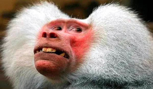 Confucius say: Ten auspicious customs to follow for a prosperous year of the monkey 35 monkey3