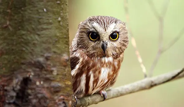 owl