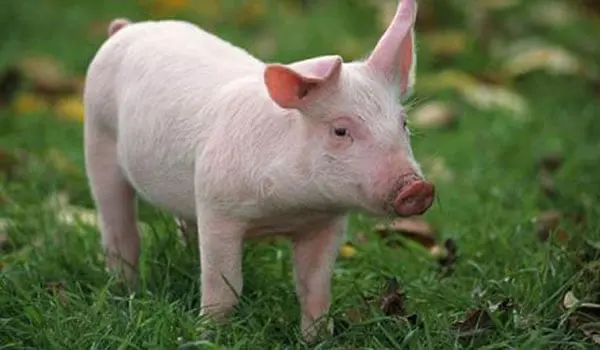 What is your Chinese Zodiac travel agent sign? 44 pig