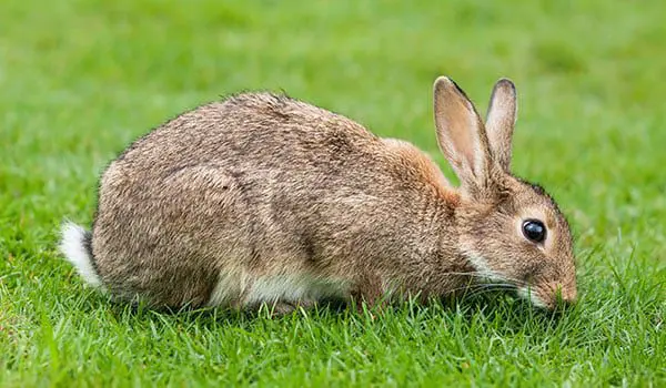 What is your Chinese Zodiac travel agent sign? 45 rabbit