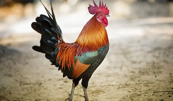What is your Chinese Zodiac travel agent sign? 42 rooster