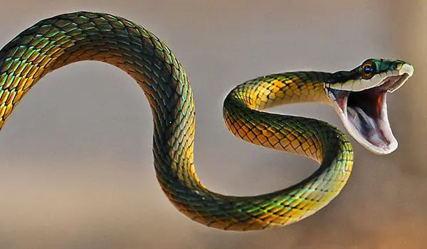 What is your Chinese Zodiac travel agent sign? 39 snake