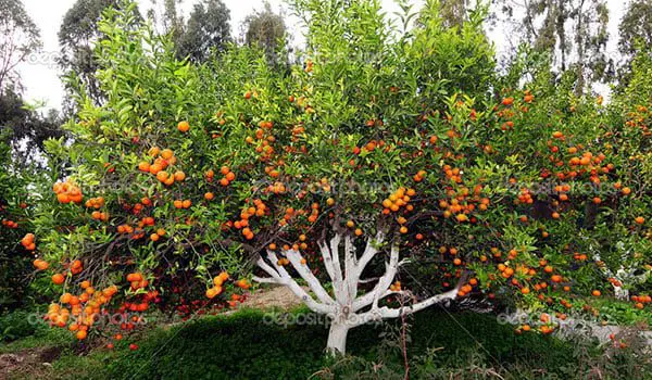 Confucius say: Ten auspicious customs to follow for a prosperous year of the monkey 37 tang3