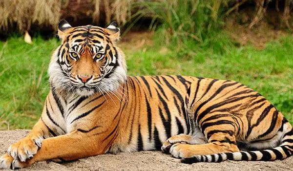 What is your Chinese Zodiac travel agent sign? 48 tiger