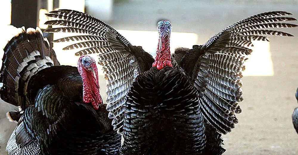 Security staff at San Fran Airport encounter a turkey
