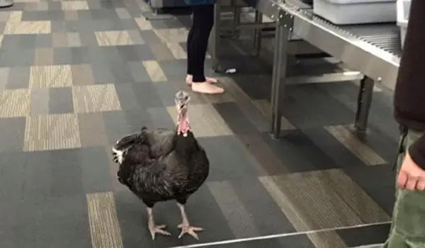 Security staff at San Fran Airport encounter a turkey 1 turkey2