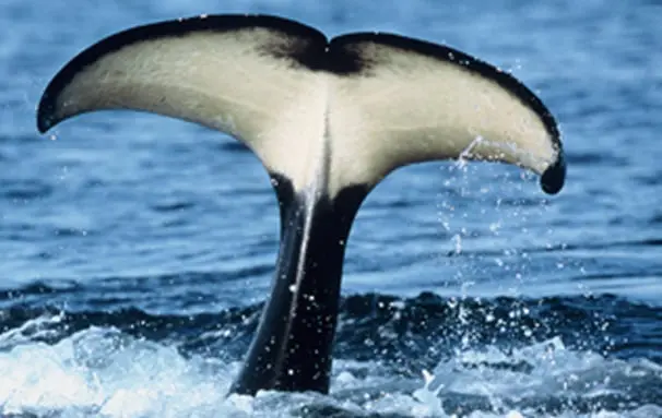 22 new things to see & do around Canada 67 whale