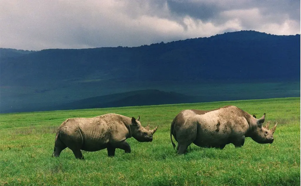 1024px-Black_rhinos_in_crater