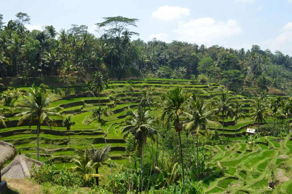 Winners of The Travellers' Choice Awards Announced 1 10_Ubud_Bali_Indonesia_04
