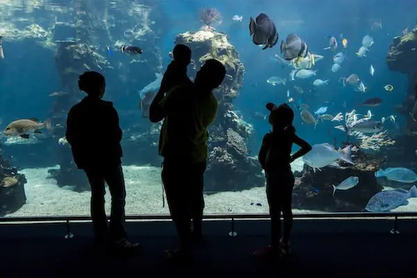 WATER WORLDS: How to enjoy New Caledonia’s STUNNING lagoon 20 New Caledonia Aquarium