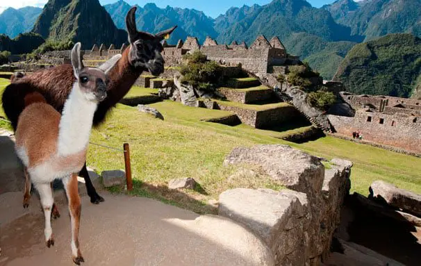 5 best Peruvian spots to post on the 'Gram' 19 llamas