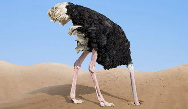 It's International Napping Day, and this is how ... zzz 11 ostrich1