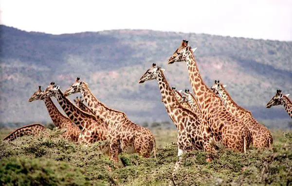 What's all the fuss about South Africa anyway? HINT: It's not just the animals... 21 sa1