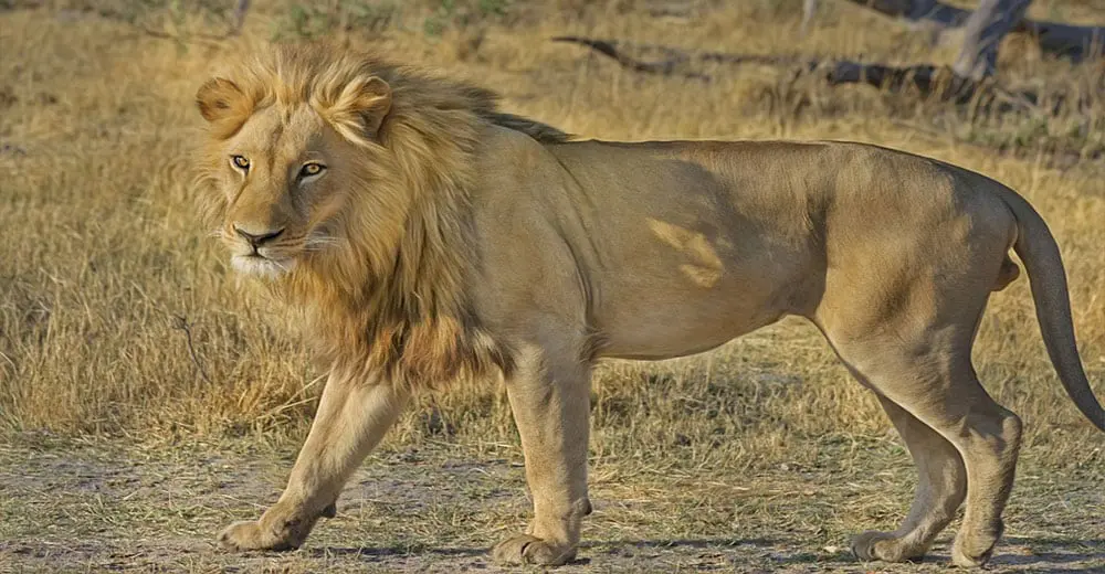 What's all the fuss about South Africa anyway? HINT: It's not just the animals...