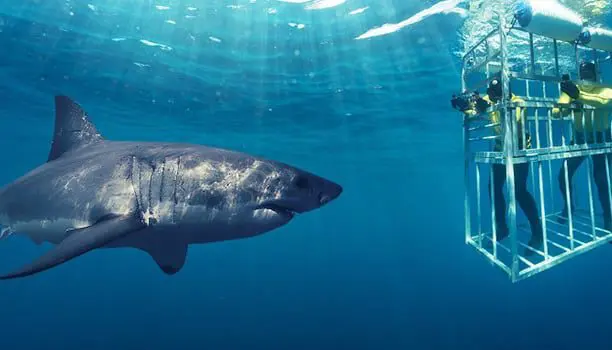 What's all the fuss about South Africa anyway? HINT: It's not just the animals... 23 shark-karryon