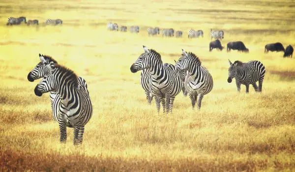 shutterstock_230798071