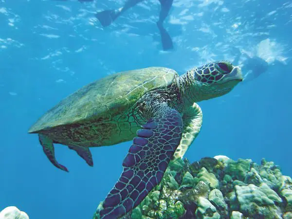 Beyond Bali – Discover Indonesia's other jewels aboard a tall ship! 30 Adventure World Snorkelling