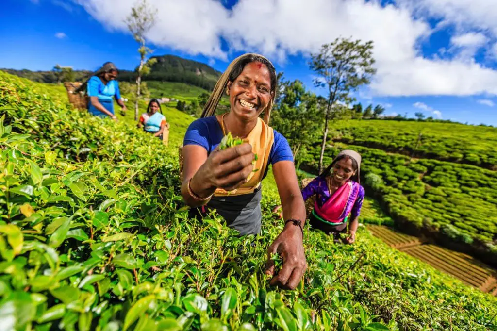 Trafalgar is jetting off to three new Asian destinations 8 Sri Lanka