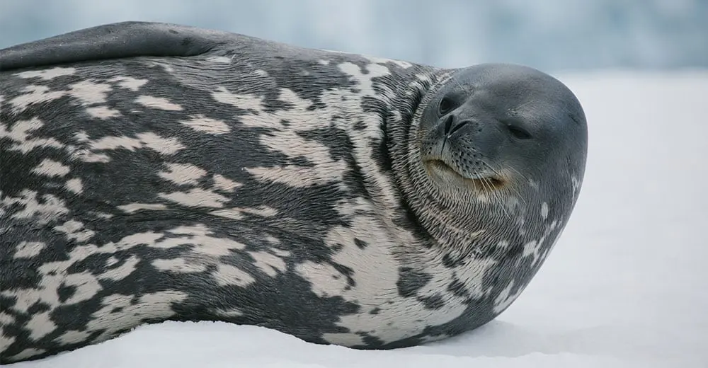 Cruise to the most remote regions as your icy dreams are made true!