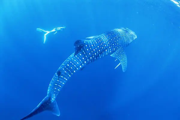 Australia’s Bucket List Experiences 1 Image Source: www.australiascoralcoast.com