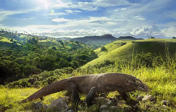 Beyond Bali – Discover Indonesia's other jewels aboard a tall ship! 29 indo6