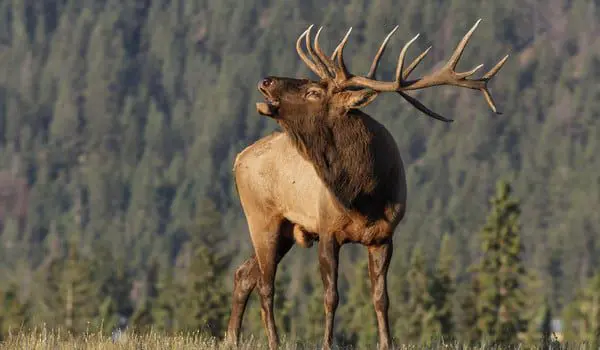 Earn more commission on Canada bookings with Rail Plus 7 shutterstock_328633718