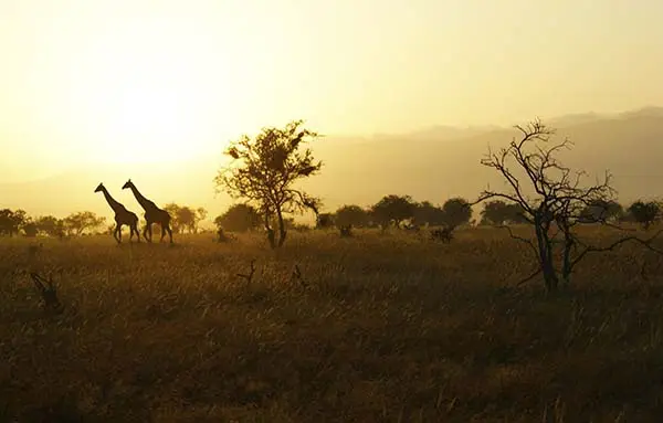 Fri 6 May: 10 travel news stories you need to know today 39 African safari