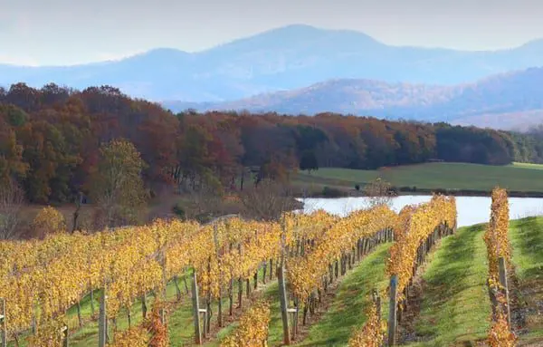 You’ve been getting this one fact about the United States wrong for years 23 Virginia wine